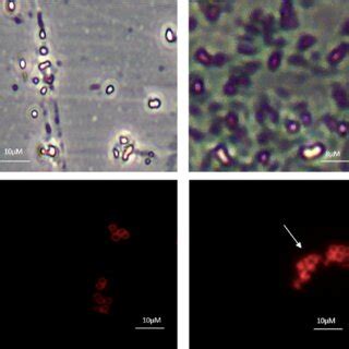 Cell viability analysis. (a) Cell viability assay was performed by the... | Download Scientific ...