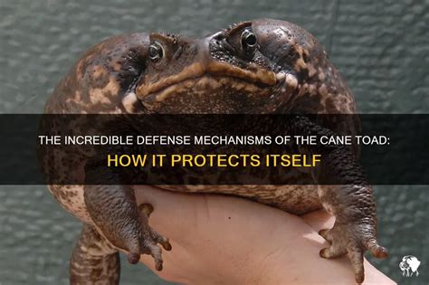 The Incredible Defense Mechanisms Of The Cane Toad: How It Protects ...