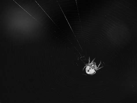 spider with human Face عنكبوت بوجه بشري | Zoom in قرب الصورة… | Saleh صالح Alnemari - النمري ...