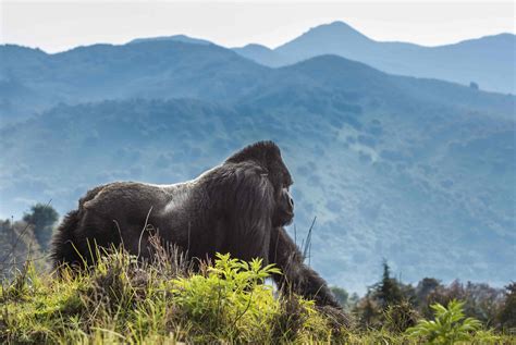 Volcanoes National Park | Rwanda Safari Destinations