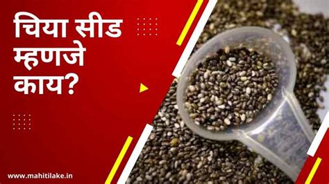 चिया सीड म्हणजे काय? | Chia seed in marathi - MahitiLake