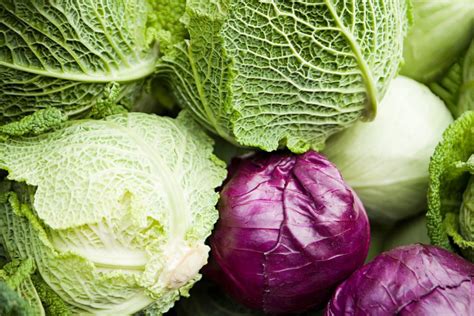 Cabbage Varieties—Red Vs. Purple Cabbage