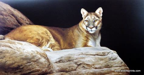 Artist Edward Aldrich Unframed Mountain Lion Cougar Print Lion's Lair ...