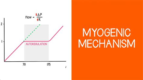 2.7 Renal: Myogenic Mechanism - YouTube