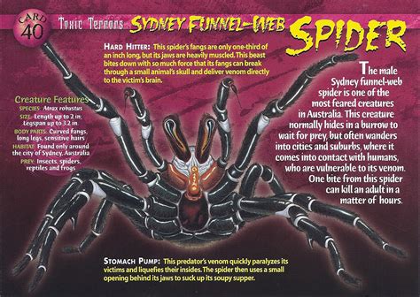 Sydney Funnel-Web Spider | Wierd N'wild Creatures Wiki | FANDOM powered ...