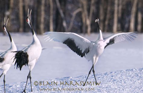 Hokkaido Photography Workshops - Exploring Red-Crowned Crane Symbolism - JAPAN DREAMSCAPES