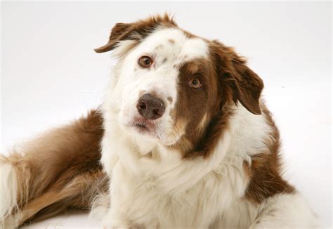 Dog: Brown-and-white Border Collie photo WP47655