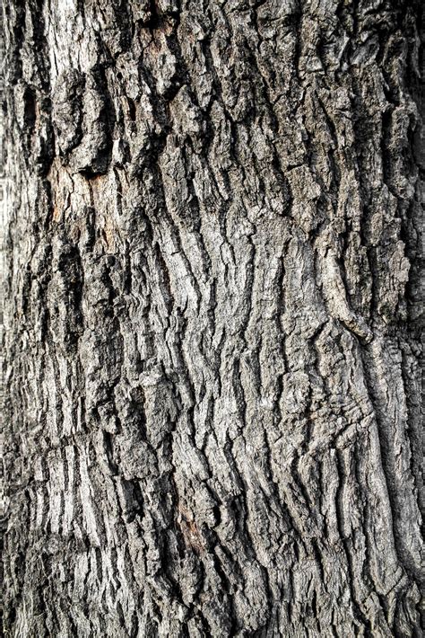 Tree bark texture with natural seamless pattern. 4716102 Stock Photo at ...