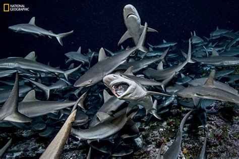 Rare Photos of a Shark Feeding Frenzy | PetaPixel