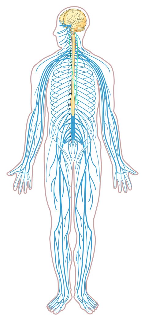 File:Nervous system diagram unlabeled.svg - Wikimedia Commons