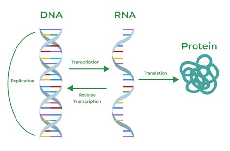 Differences Between DNA And RNA, 53% OFF | gbu-taganskij.ru