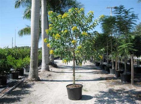 Cassia Trees - Cassia Tree Nursery - Davenport's Wholesale Nursery