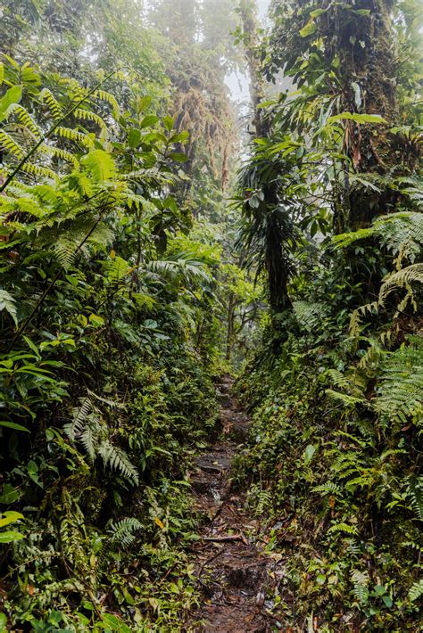 Santa Elena Cloud Forest Reserve: An Enchanting Wonderland | The Spunky Curl