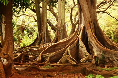 The Jurassic Park trees at the Allerton Gardens, Kauai. | Smithsonian Photo Contest ...