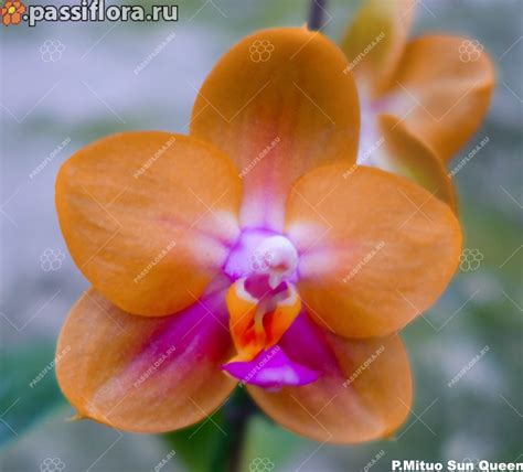 Phalaenopsis Mituo Sun Queen