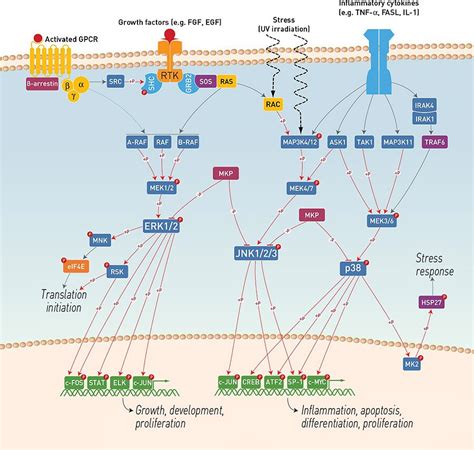 MAPK Signaling Pathway Antibodies | Thermo Fisher Scientific - KR