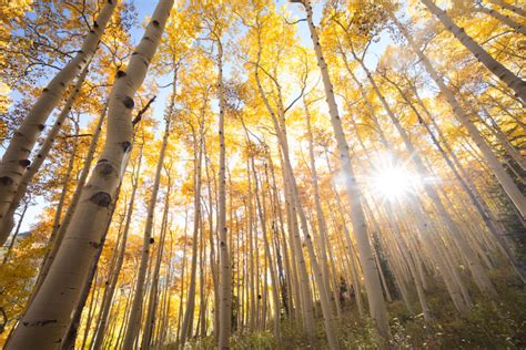 Pando: The largest organism on Earth is dying