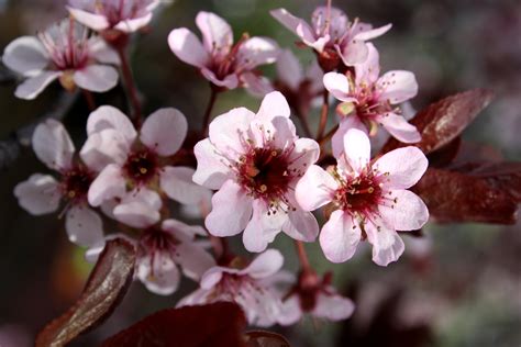 Pink Blossoms on Thundercloud Plum Tree Picture | Free Photograph | Photos Public Domain