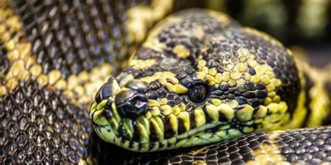 Grandmother Goes to Work, Gets Eaten by Giant Python