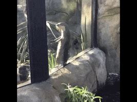 Dancing Otter GIFs - Find & Share on GIPHY