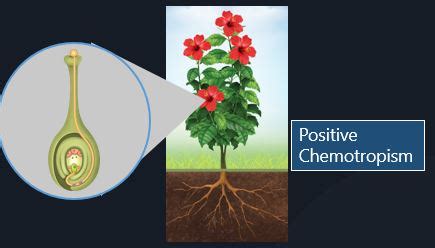 Chemotropism In Plants