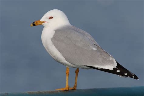 Ring-billed Gull "Larus delawarensis" | Boreal Songbird Initiative