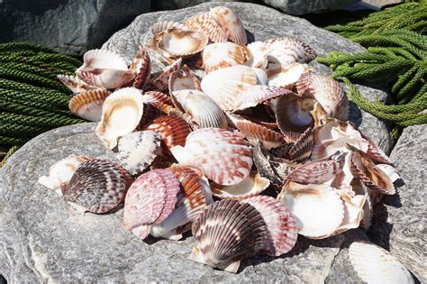 Calico Scallop 1kg, 500g, 250g - Buy Shells Online - Shell Paradise