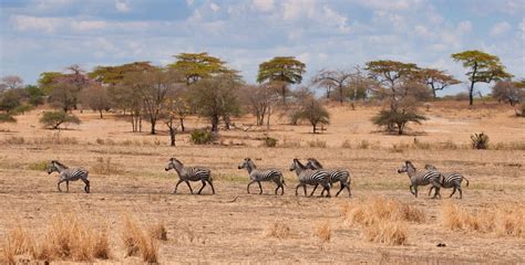 3 Days Wildlife Safari in Serengeti National Park - Intare Safaris