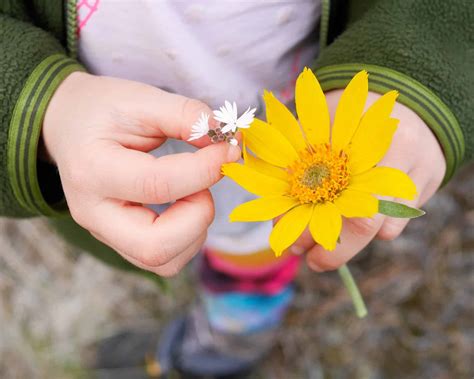 Yes! Let Your Child Pick Flowers - Backwoods Mama