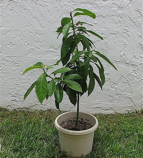 How to Grow Avocado in a Pot | Hunker