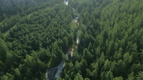 Birds Eye View Of Forest Stock Footage Video | Shutterstock