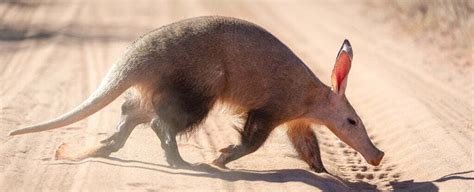 Aardvark Symbolism - Spirit Animal Totems