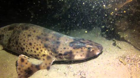 NBTT Divers find a Swell shark at Wood's cove, Laguna Beach, Ca. - YouTube