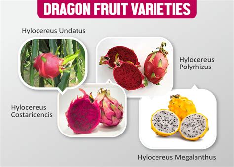 Dragon Fruit Cultivation: Complete Information About Dragon Fruit