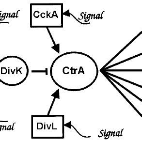 The key stages of the sporulation cycle in Bacillus subtilis (from ...