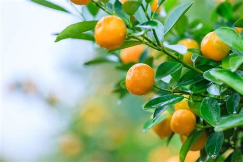 How To Grow A Tangerine Tree From Seed: 9 Easy Steps! - GardenZoo