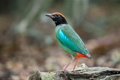 Hooded Pitta #bird #nature #wildlife #pitta #animal #photography #Nikon #green Pitta, Animal ...