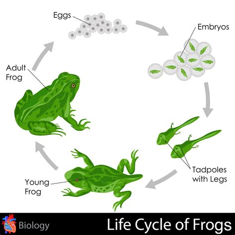 Life Cycle of Frogs - KidsPressMagazine.com