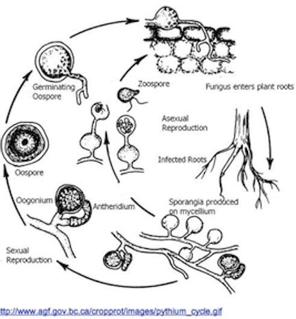 Pythium oligandrum - microbewiki