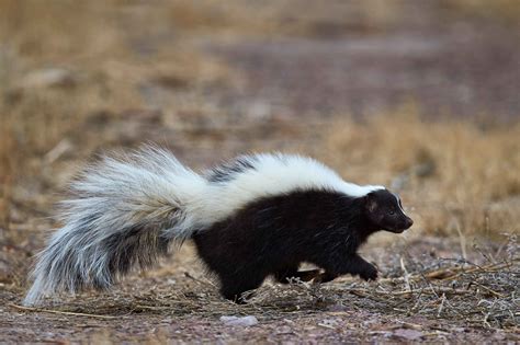 How to get rid of skunks in your yard: non-lethal ways to keep these pesky creatures at bay ...