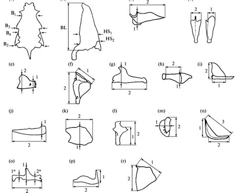 Scheme of skull measurements characterizing skull proportions and shape... | Download Scientific ...