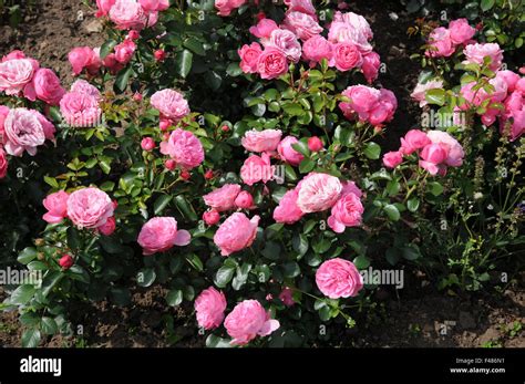 Hybrid rose Stock Photo: 88691373 - Alamy