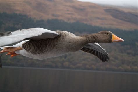 Greylag Geese – Lloyd and Rose Buck