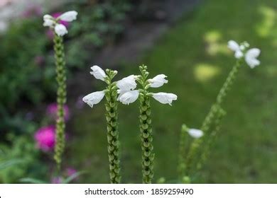 Physostegia Virginiana Obedient Plant Obedience False Stock Photo ...