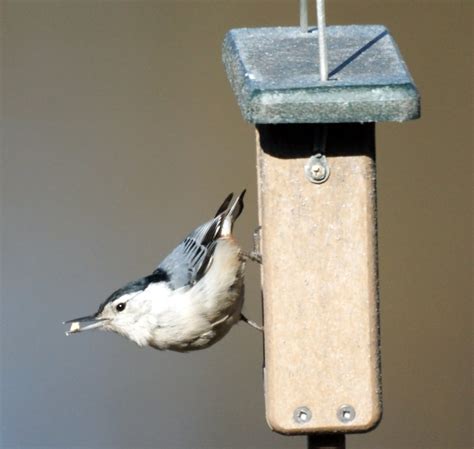 White-breasted Nuthatch | Mike's Birds | Flickr