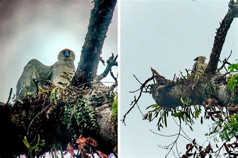 Hunt for the Harpy Eagle | Birds of Costa Rica | Bird Tours