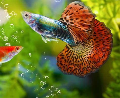 Le guppy, tout savoir sur ce magnifique petit poisson domestique