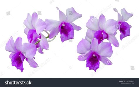 Purple Orchid Isolated On White Background Stock Photo 1443294449 ...