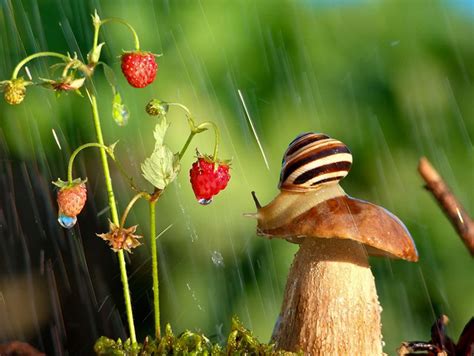 Magical World Of Snails Captured In Macro Photography By Vyacheslav ...