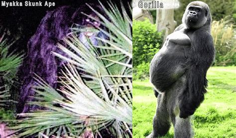 Myakka Skunk Ape - Photos : r/RealTruth_Cryptids